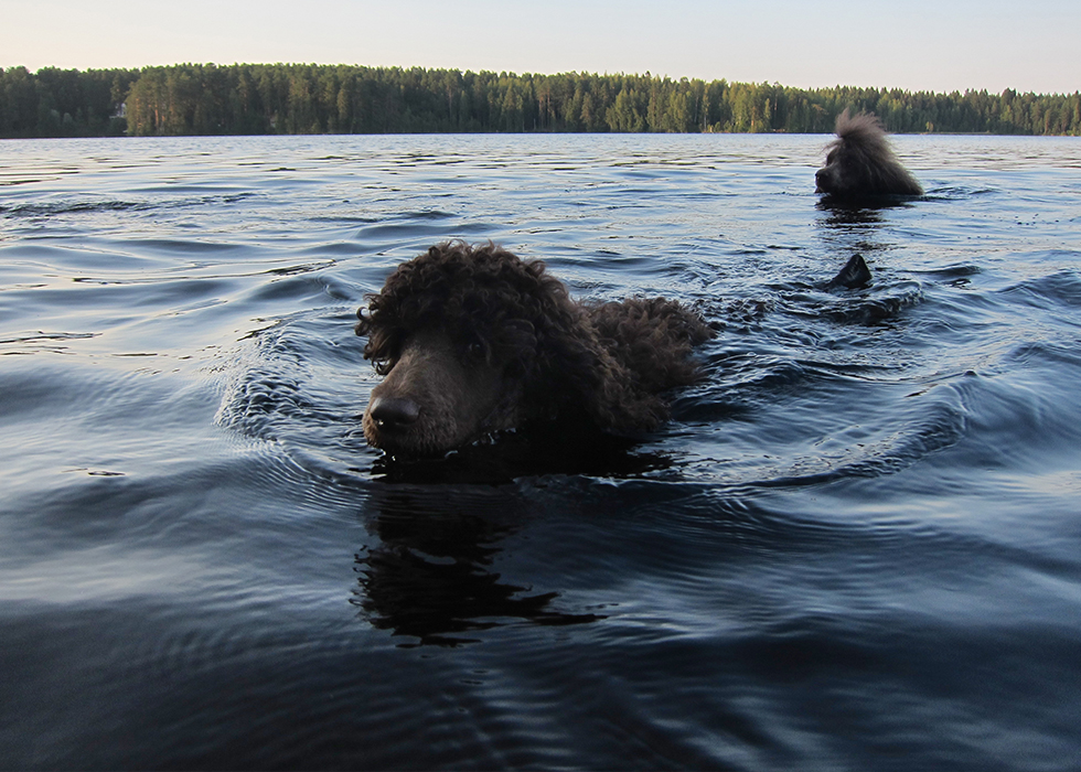 Мы с папой плаваем в Щучьем озере в Комарово.
