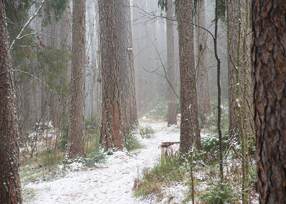 Припорошенный снегом лес в Линдуловской роще поздней осенью.