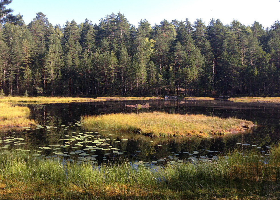 Маленькое озерцо недалеко от Щучьего.