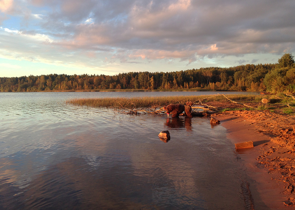 Я купаю мячик на закате на озере Кавголовское.