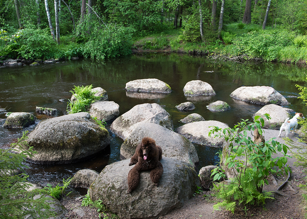 Я на камнях на берегу реки Рощинки в Линдуловской роще.