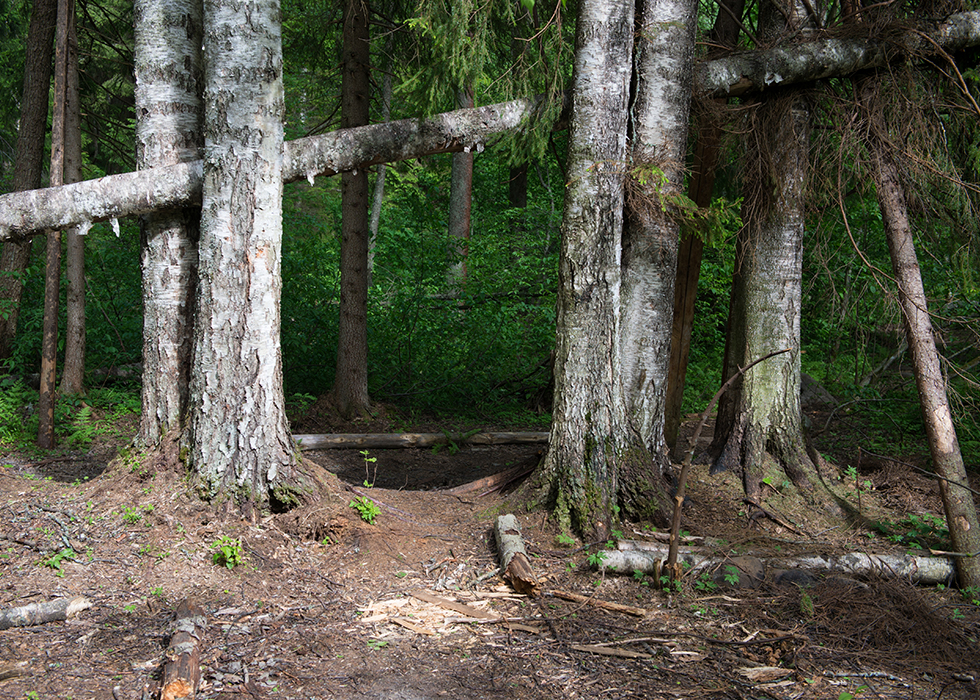 Лес в Линдуловской роще.