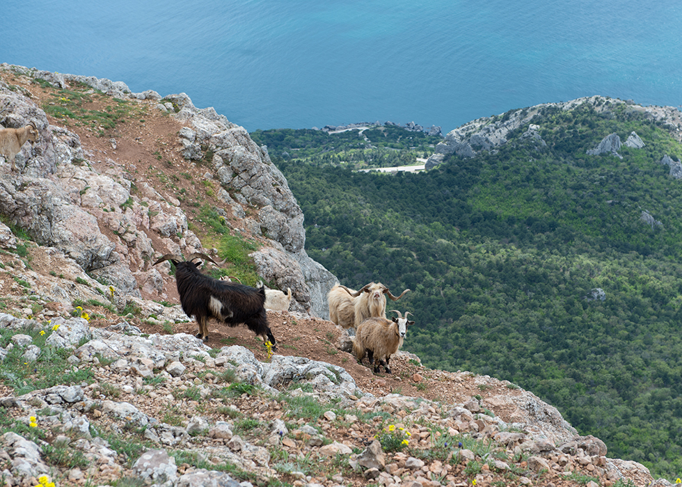 Крымские горные коза и козлы.