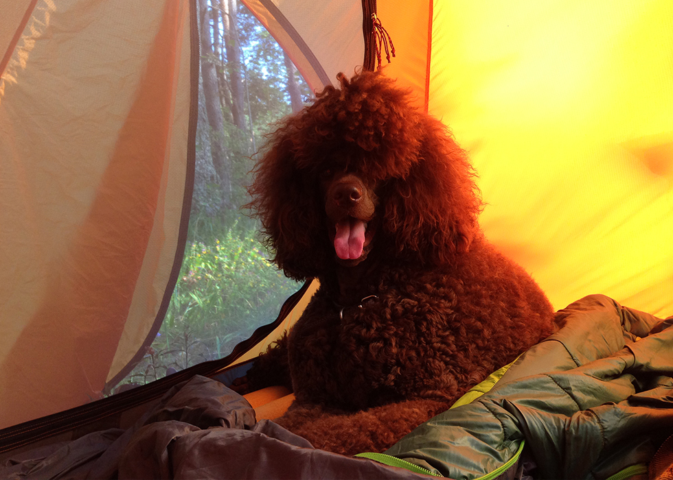 Я в палатке.
