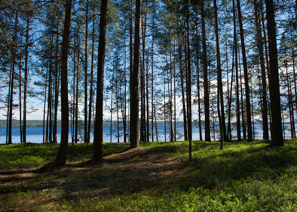 Лес на Уницкой губе Онежского озера.