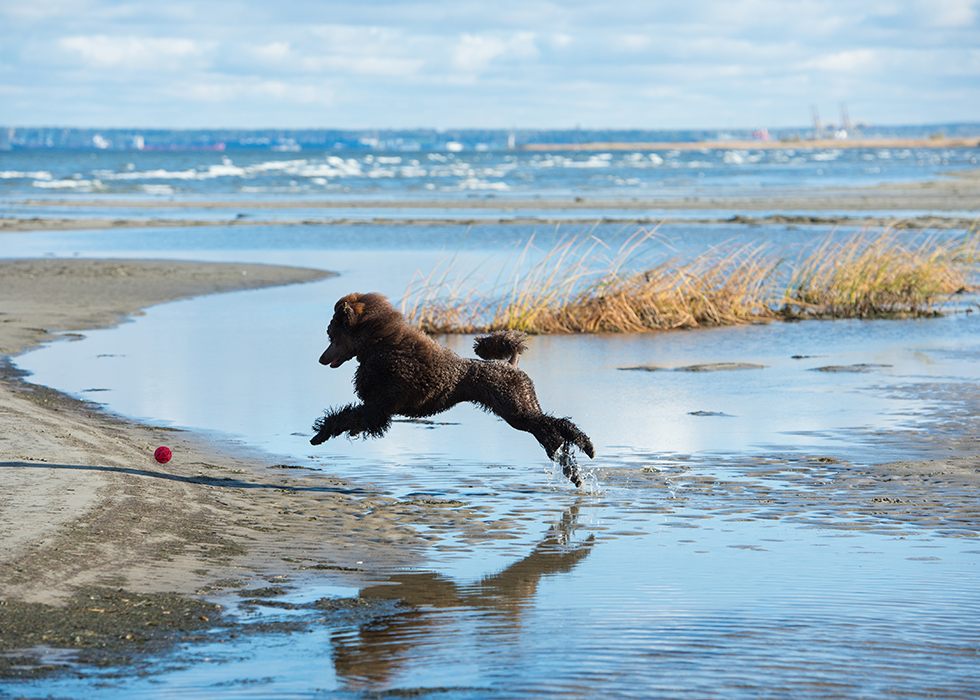 Большой королевский пудель коричневого окраса Львы Балтики Ночной Вихрь (я то есть): лечу за мячиком на Финском заливе.